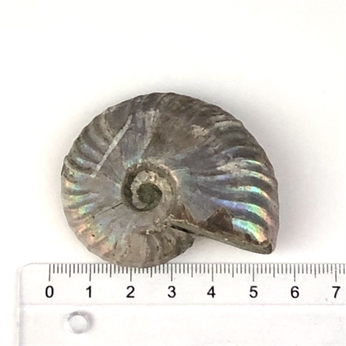 Ammonit Opaliseret Lys